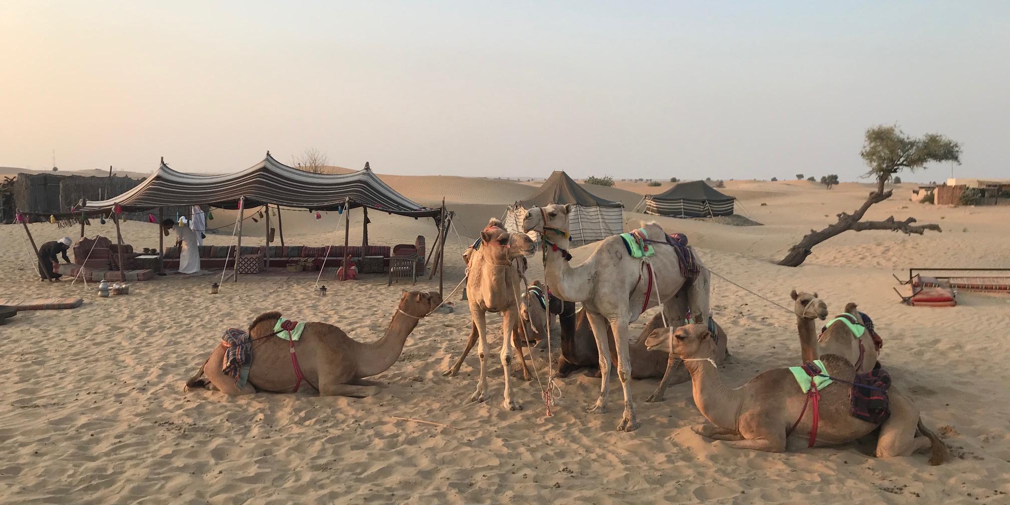 Geheimtipp Nummer 1: Beduinenerlebnis bei Kamel Uschi