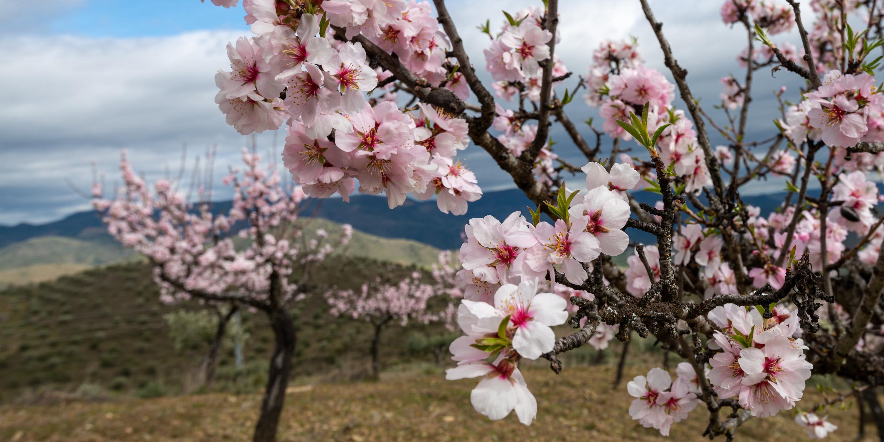 Mandelblüte, im Hintergrund Landschaft