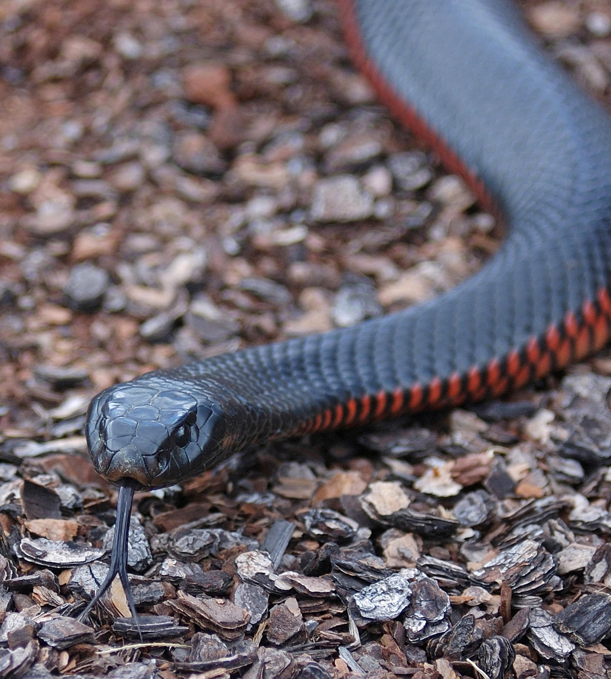 Zügelnde Giftschlange am Boden