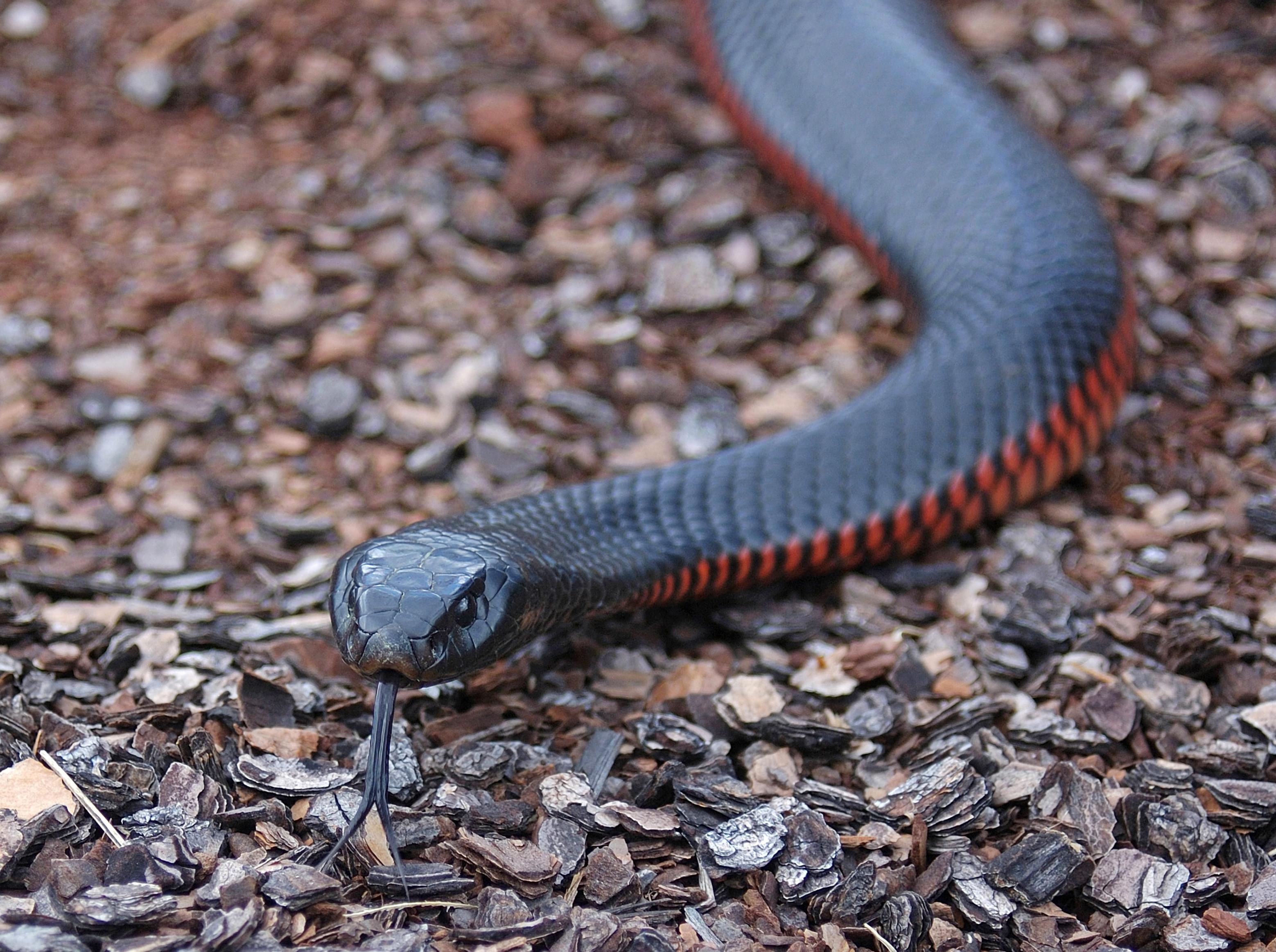 Zügelnde Giftschlange am Boden