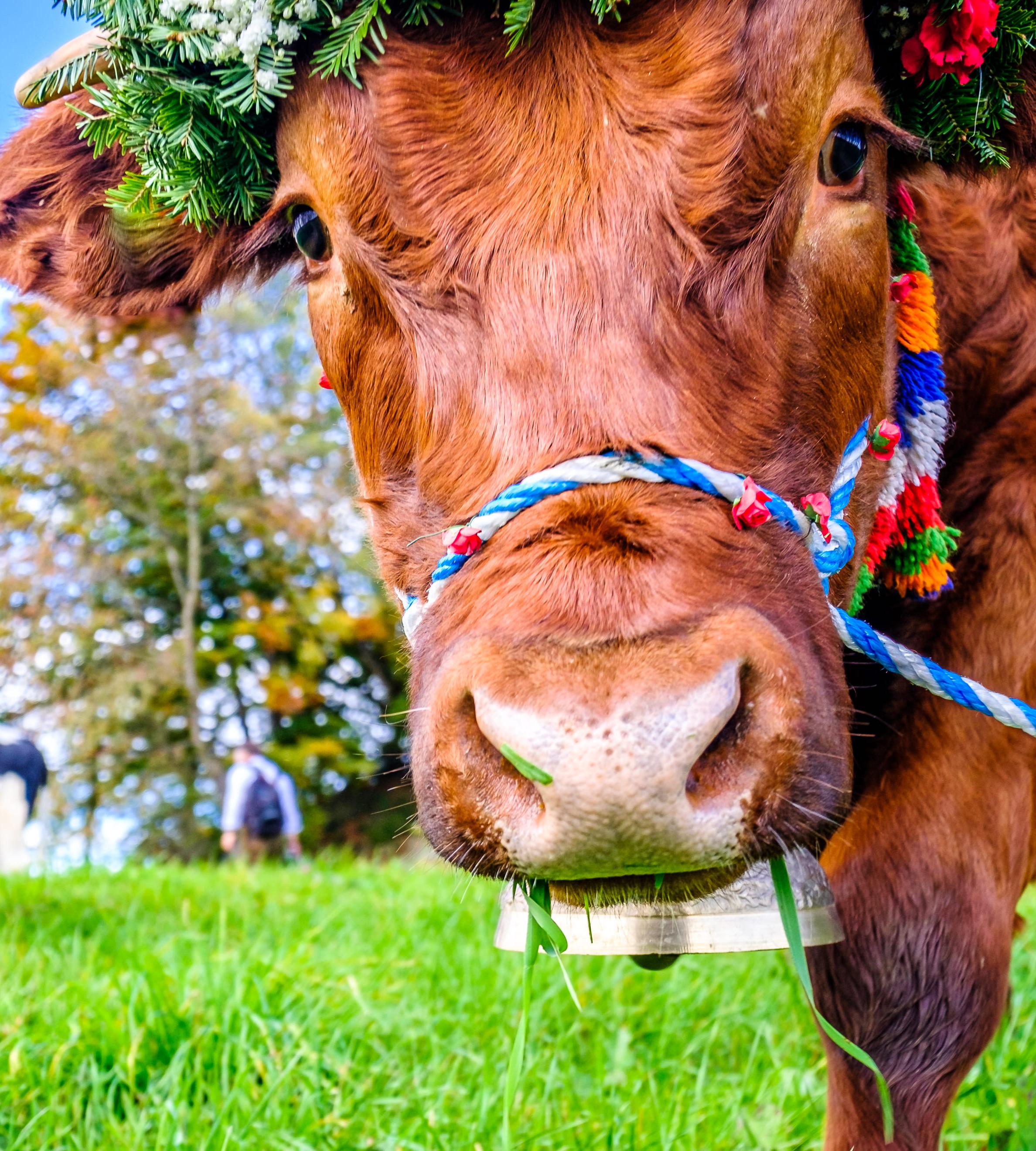 Dekorierte Kuh bei Almabtrieb in Bayern