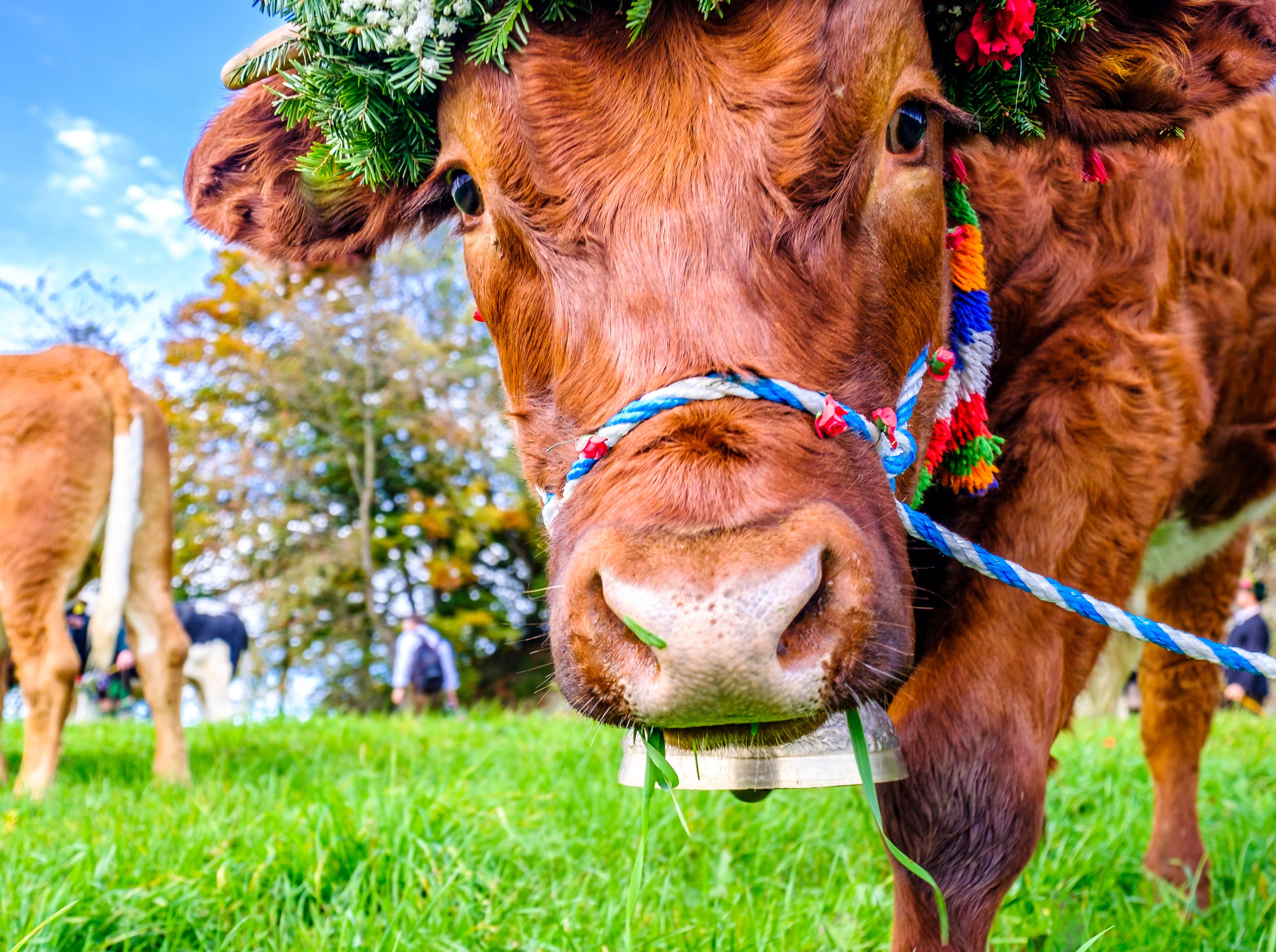 Dekorierte Kuh bei Almabtrieb in Bayern