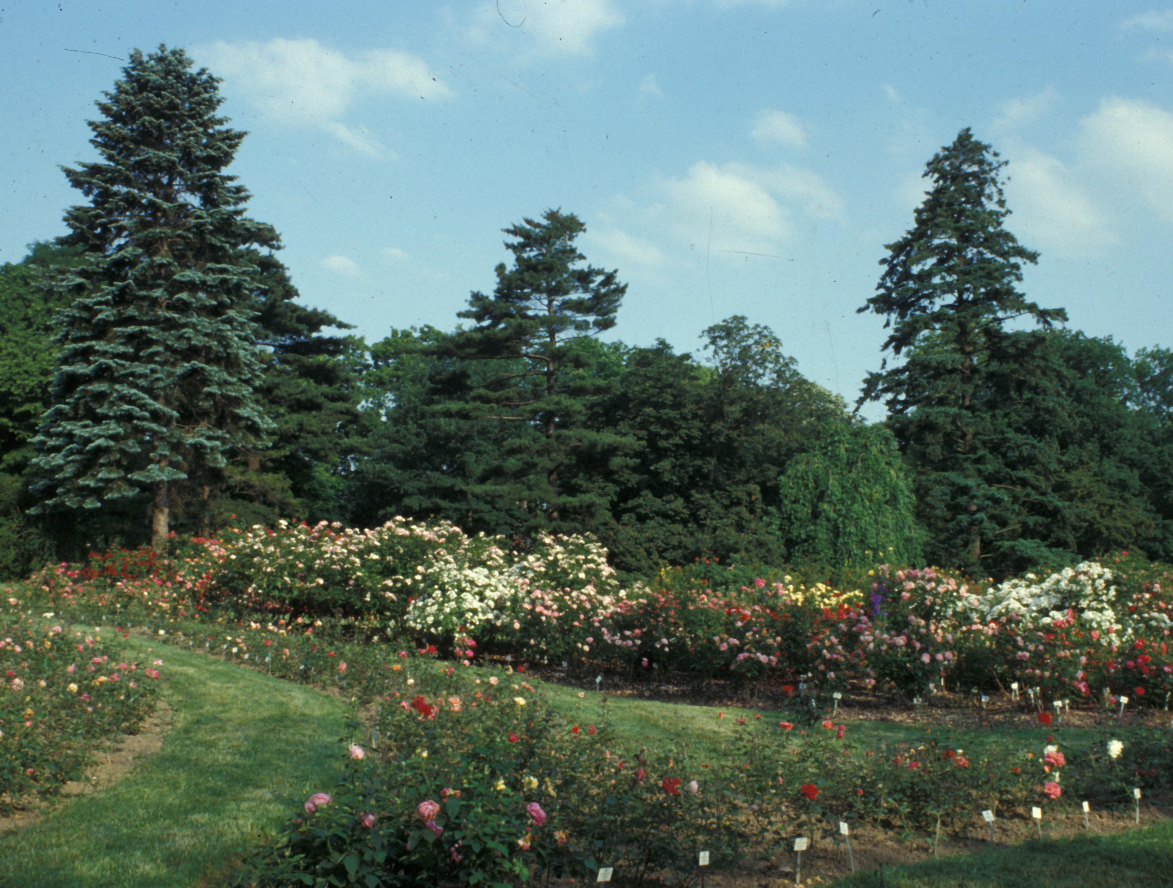 Europa-Rosarium Sangerhausen