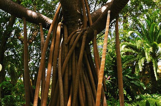 Jardín Botánico Jardín Botánico