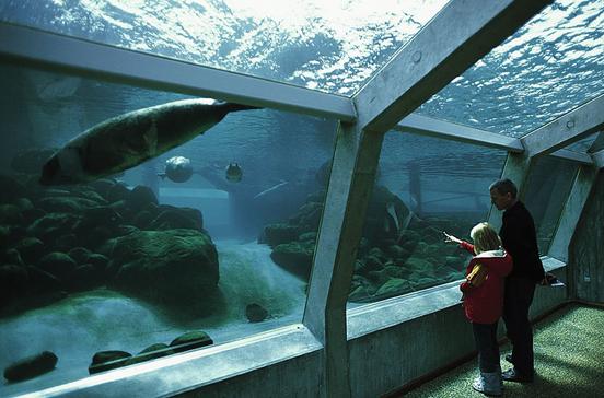 Nordsømuseet - Akvarium & Oceanarium