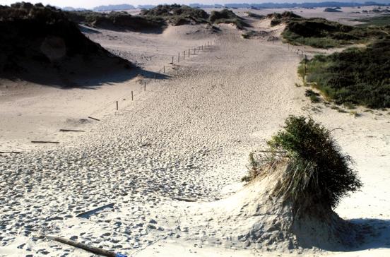 Duinen van De Westhoek