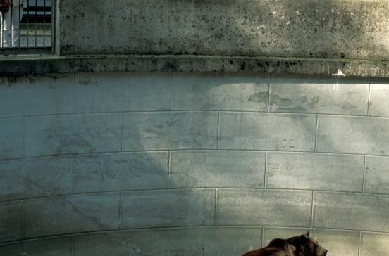 Bärenpark Bärenpark