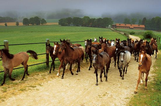 Haupt- und Landgestüt Marbach