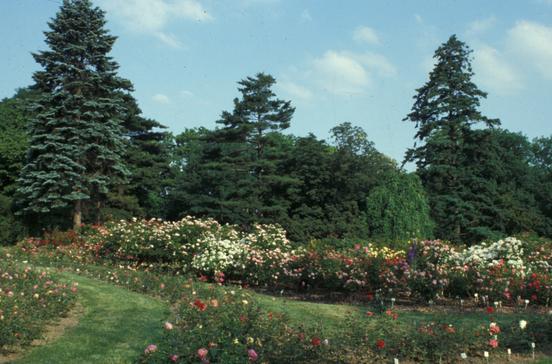 Europa-Rosarium Sangerhausen