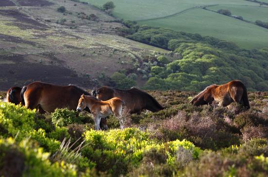 Exmoor
