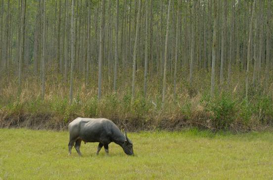 Khao Yai National Park