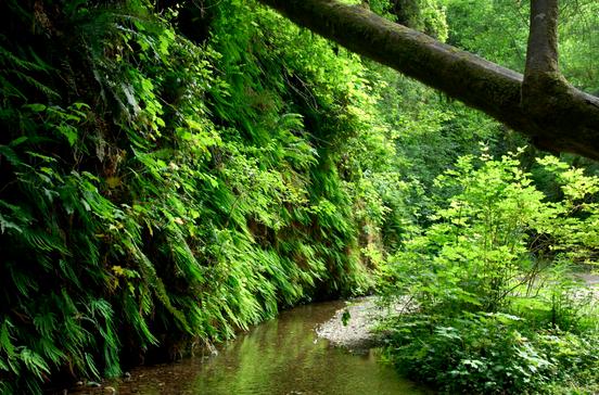 Prairie Creek Redwoods State Park