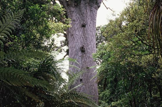 Waipoua Kauri Forest