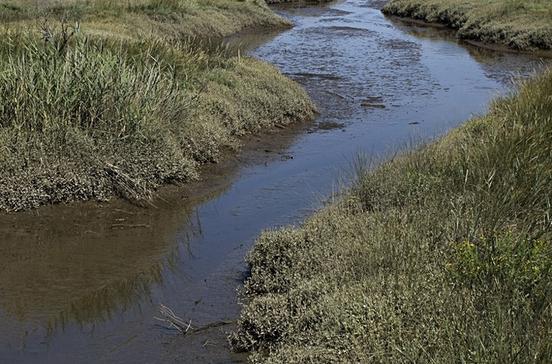 Parc Ornithologique du Teich