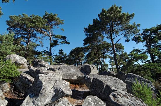 Forêt de Fontainebleau