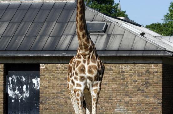 London Zoo