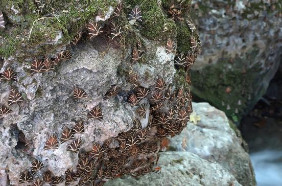 Koiláda ton petaloúdon