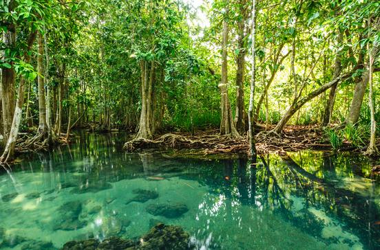 Mangrove forest