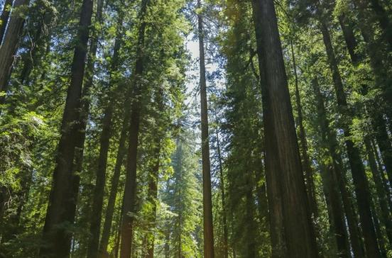 Avenue of the Giants