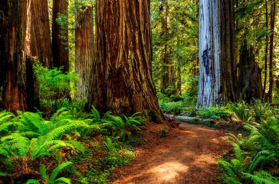 Redwood National Park