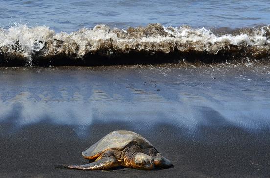Punalu'u Black Sand Beach Park