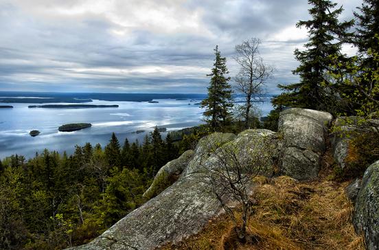 Koli