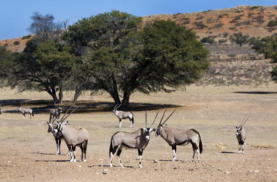 Kgalagadi Transfrontier National Park