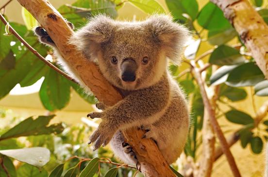 Koala_Zoo Dresden