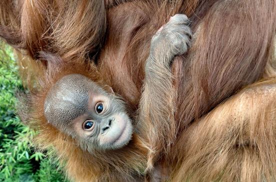 Orang-Utan_Jungtier_Zoo Dresden