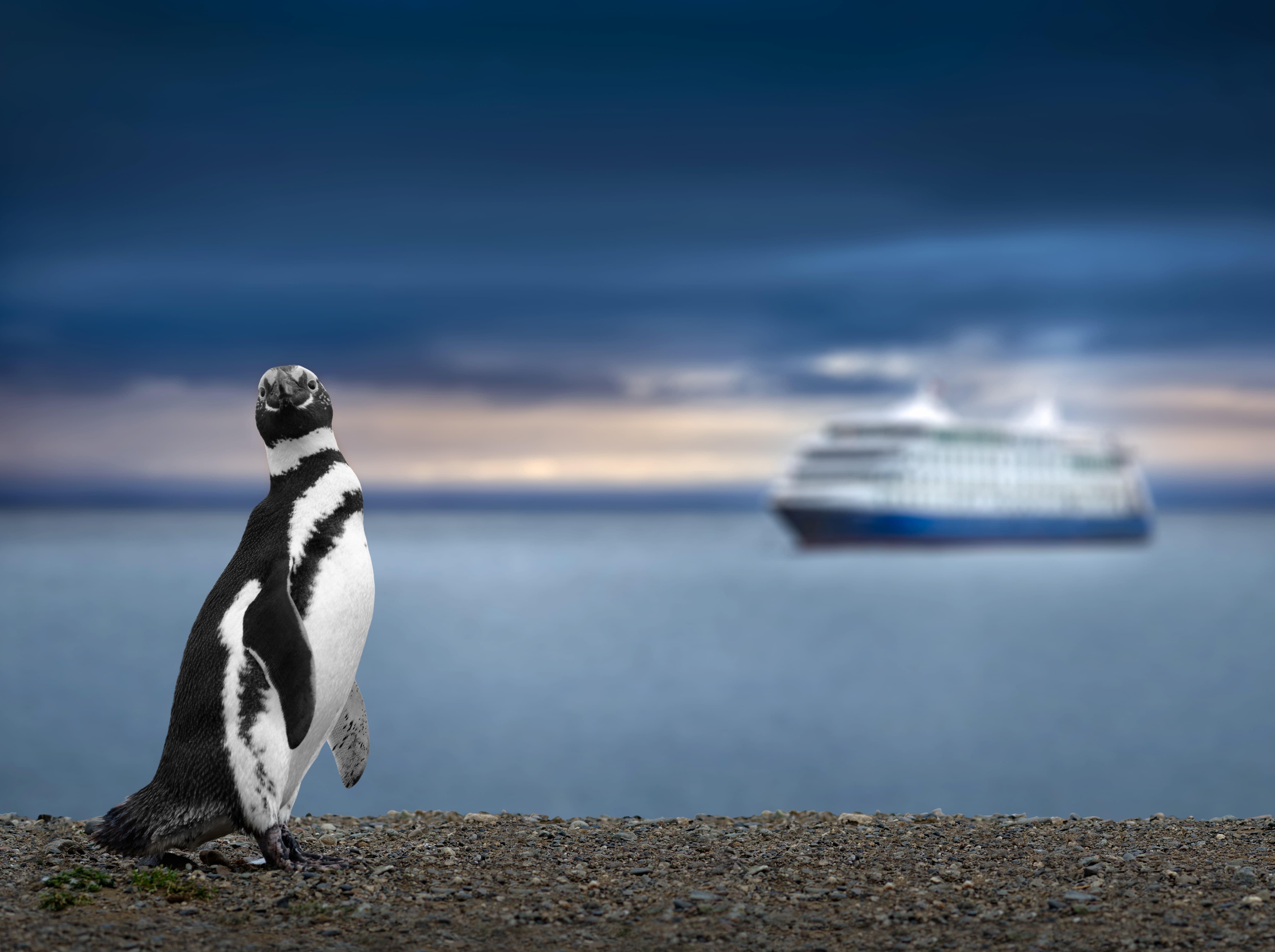 Pinguin, im Hintergrund ein Kreuzfahrtschiff auf dem Meer