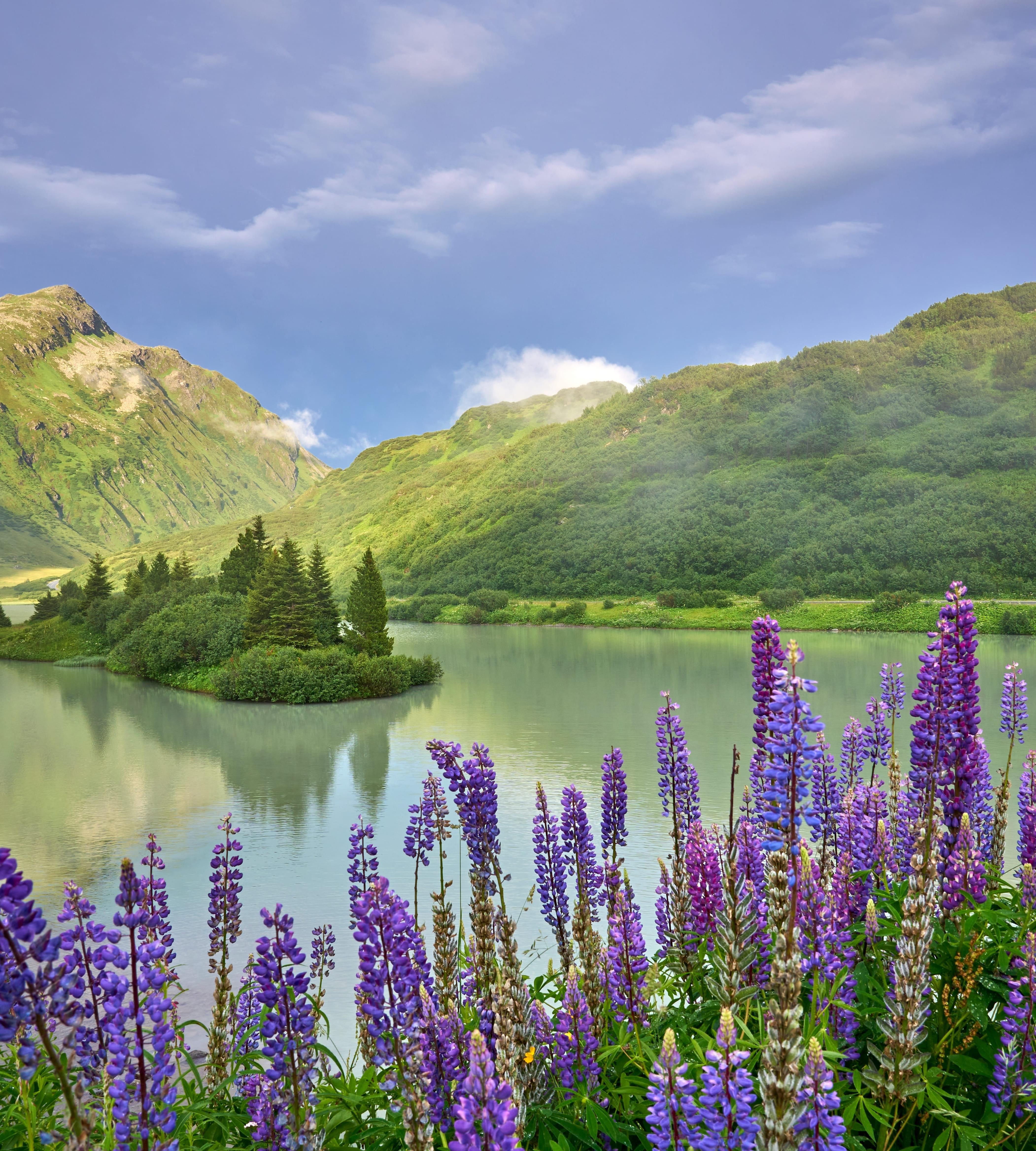 Blick auf den Zeinissee mit blühenden Blumen