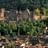 Schloss Heidelberg