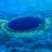 "Ambergris Caye" mit der berühmten "Blue Hole" liegt vor der Küste von Belize 