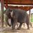 Surin Elephant Study Center