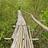 Mangrove Forest Walkway
