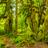 Hoh Rain Forest