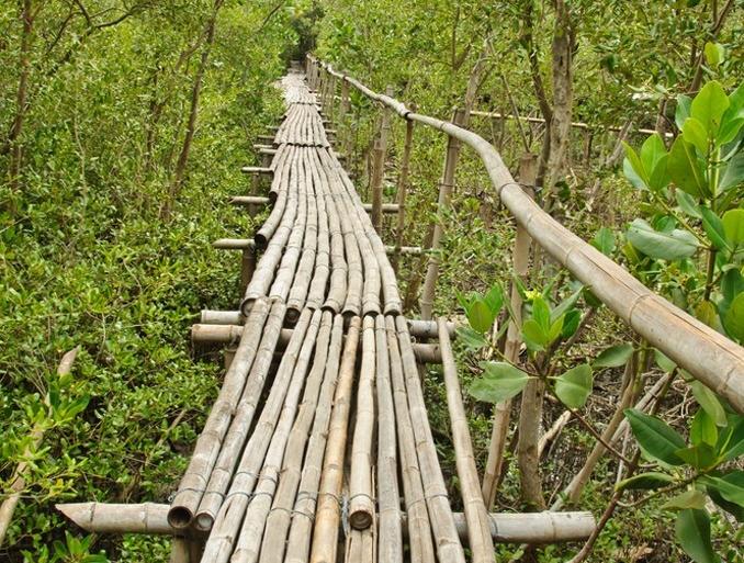 Mangrove Forest Walkway