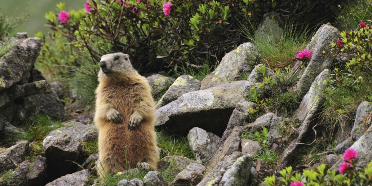 Murmeltier in den Alpen