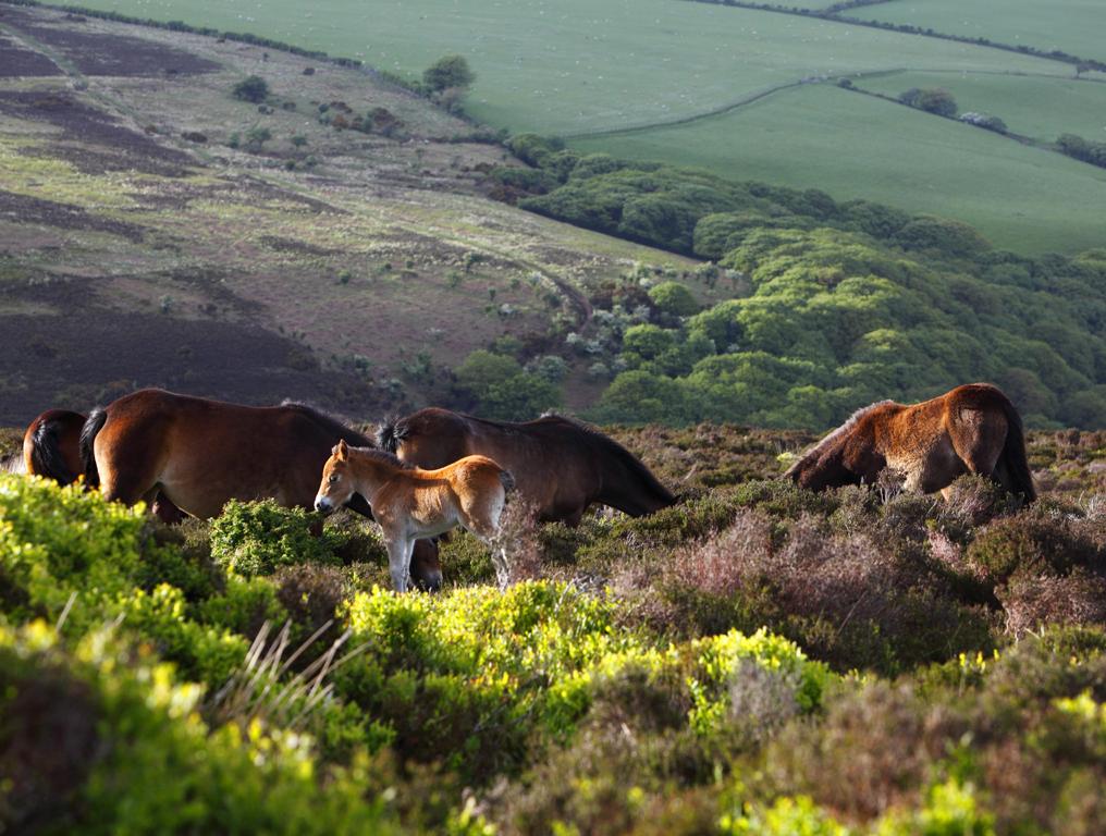 Exmoor