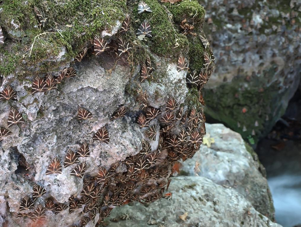 Koiláda ton petaloúdon