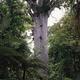 Waipoua Kauri Forest
