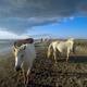 Camargue