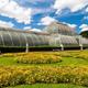 Kew Gardens