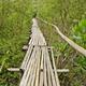 Mangrove Forest Walkway