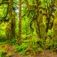 Hoh Rain Forest