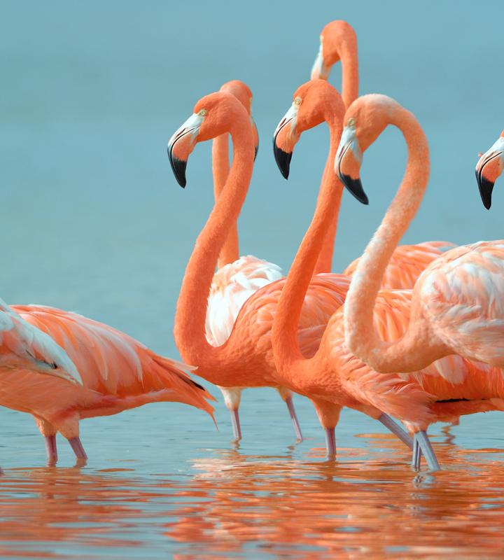 Diese exotischen Tiere leben in Deutschland