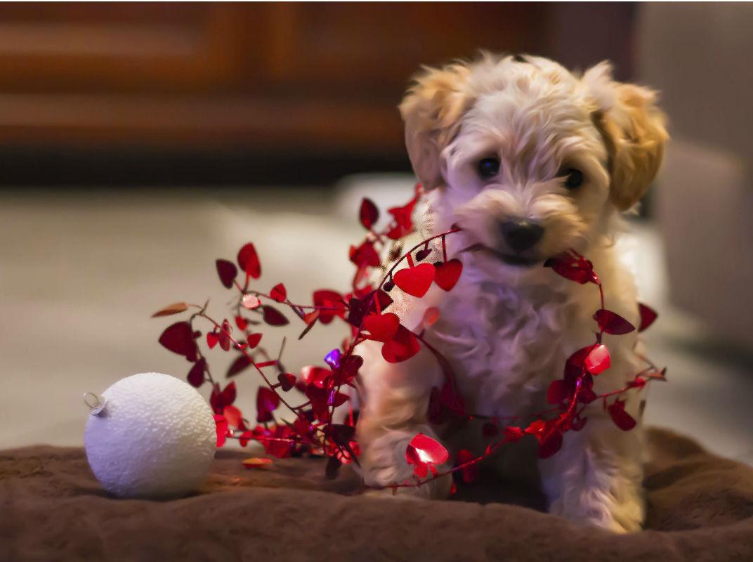 Reiserücktrittversicherung bei Krankheit des Hundes