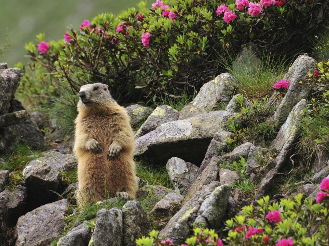 Murmeltier in den Alpen
