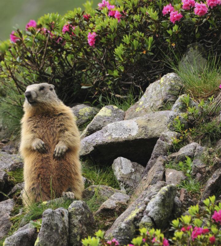 Murmeltier in den Alpen