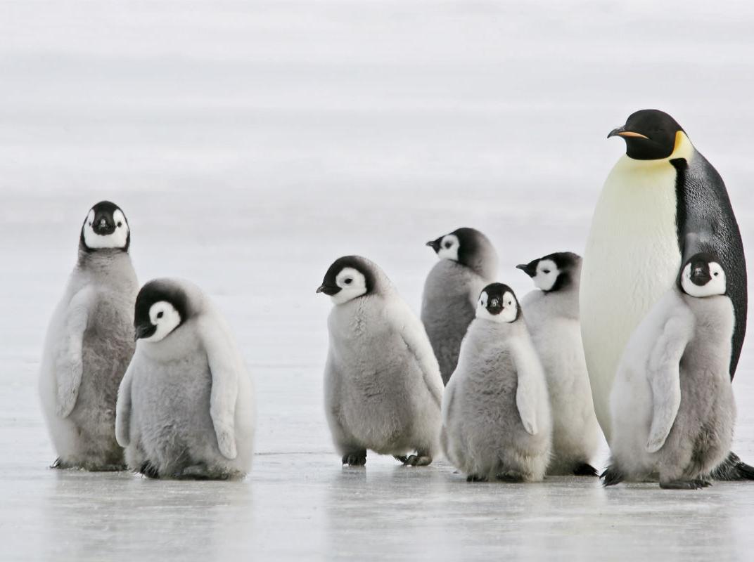 Pinguine Antarktis